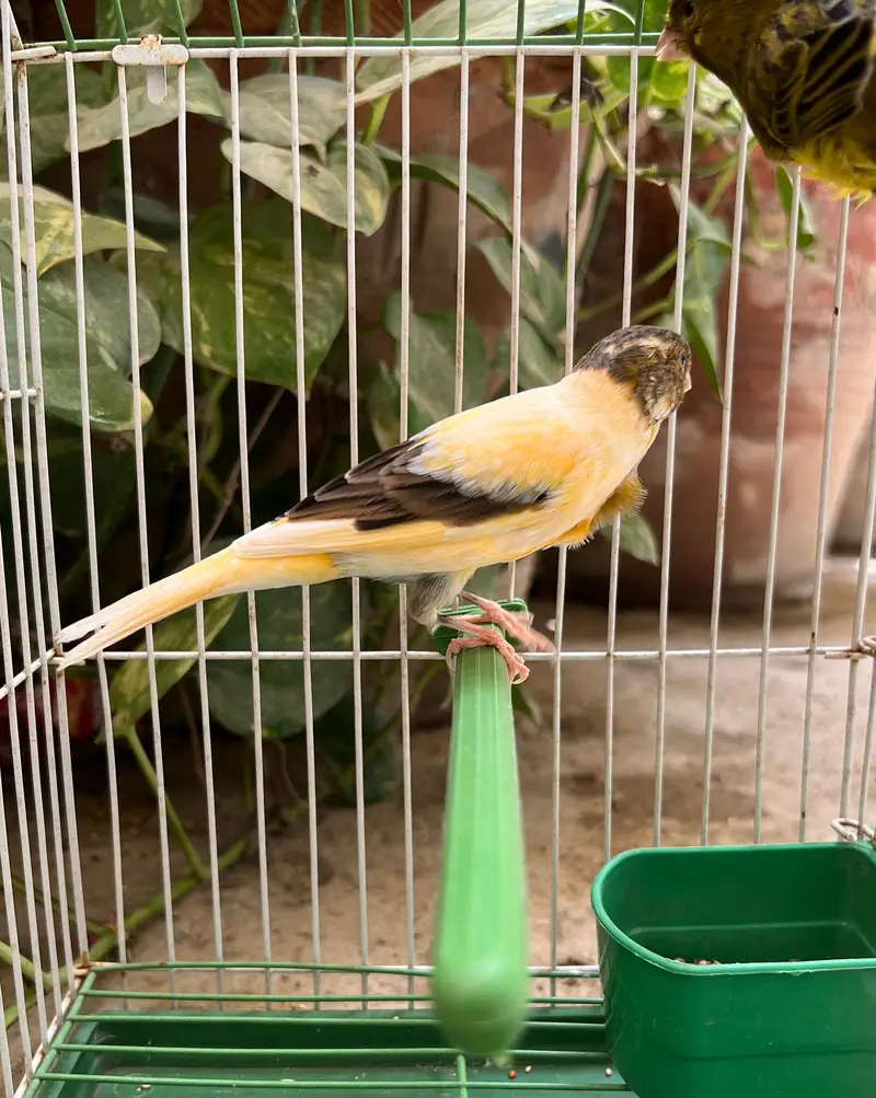NON STOP SINGING CANARY MALES FOR SALE — photo 2