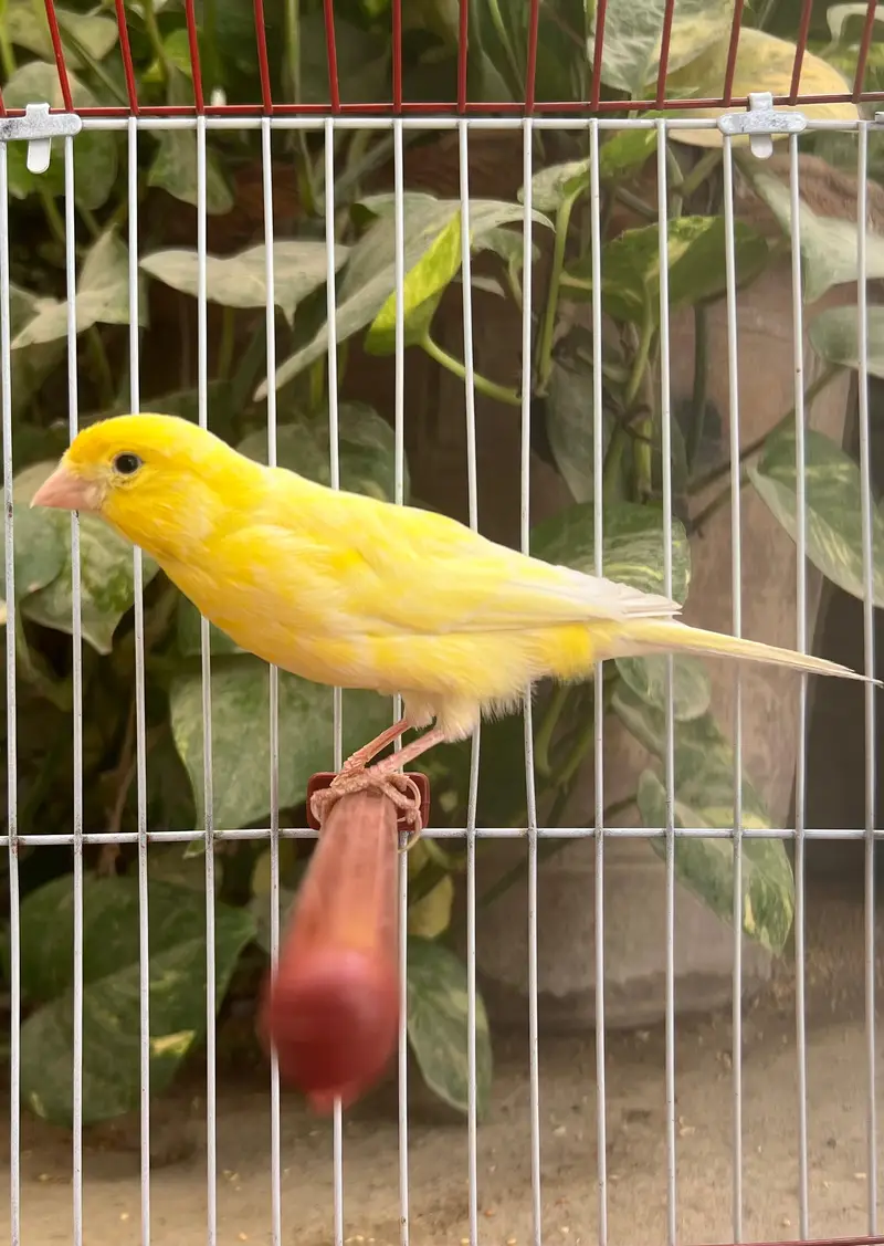 NON STOP SINGING CANARY MALES FOR SALE — photo 3