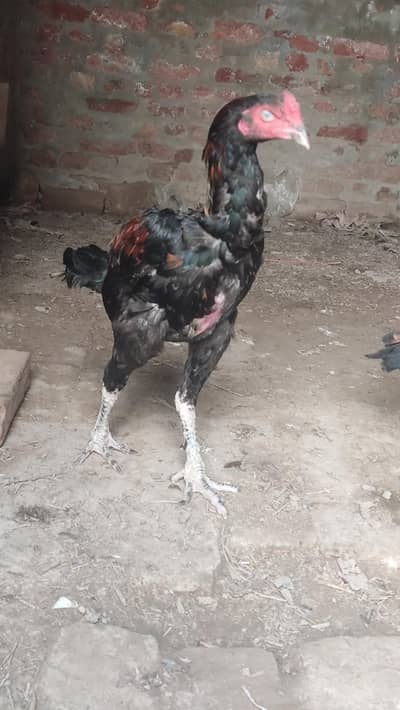 aseel morgiye patha