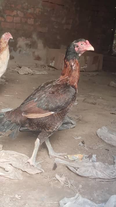 aseel morgiye patha