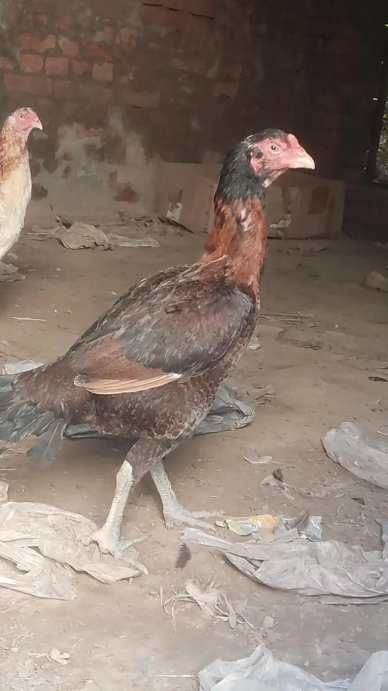 aseel morgiye patha — photo 2