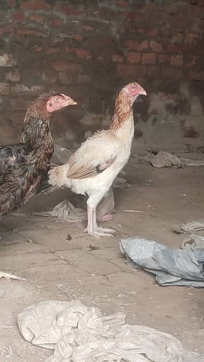 aseel morgiye patha