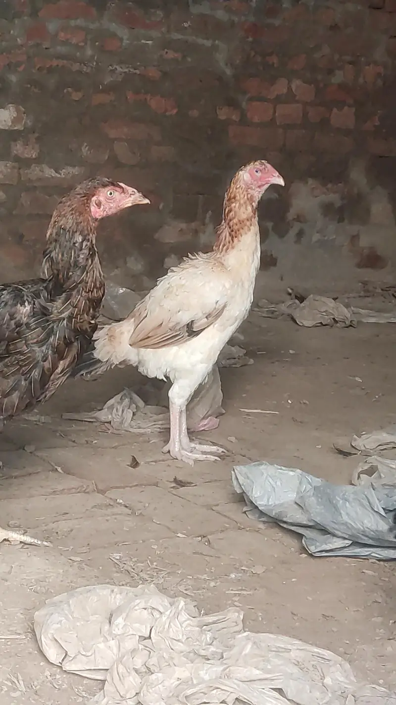 aseel morgiye patha — photo 4