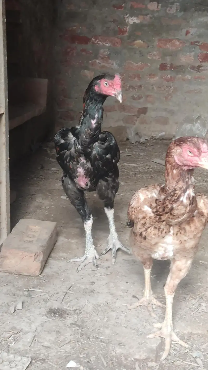 aseel morgiye patha — photo 5