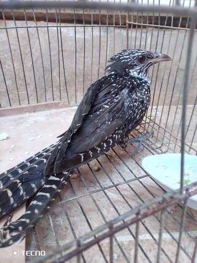 koel female
