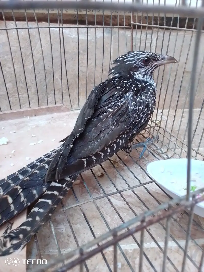 koel female
