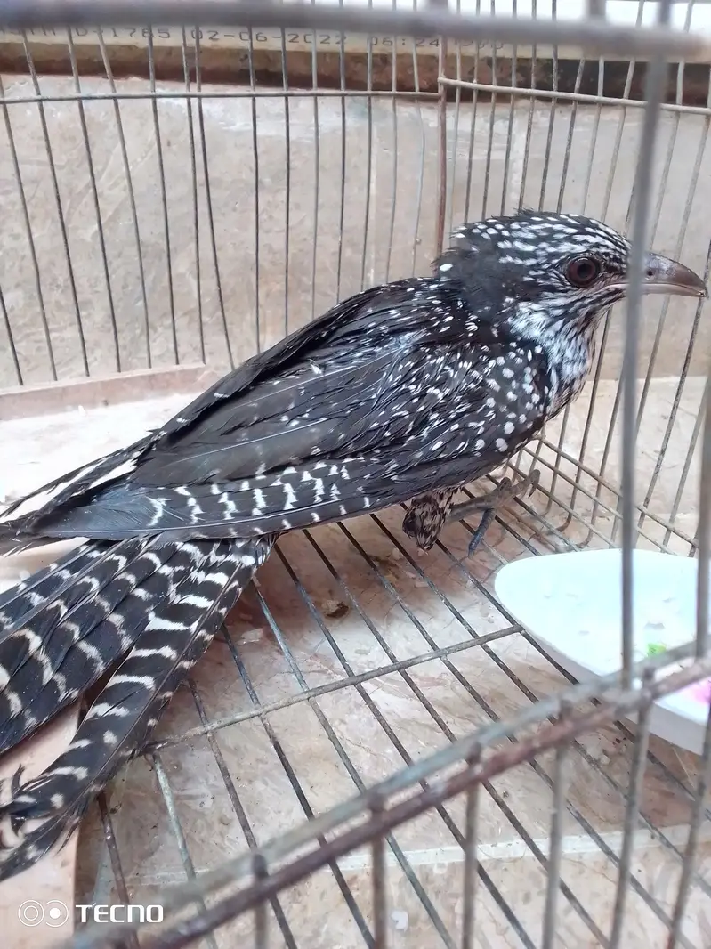 koel female — photo 2