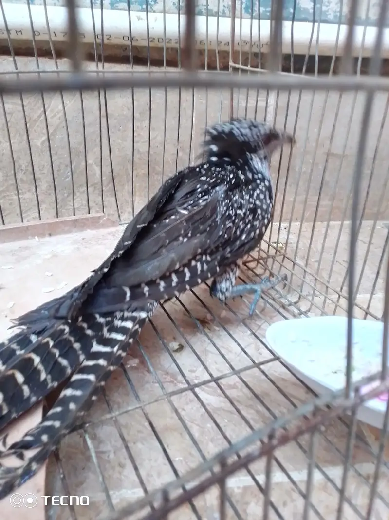 koel female — photo 3