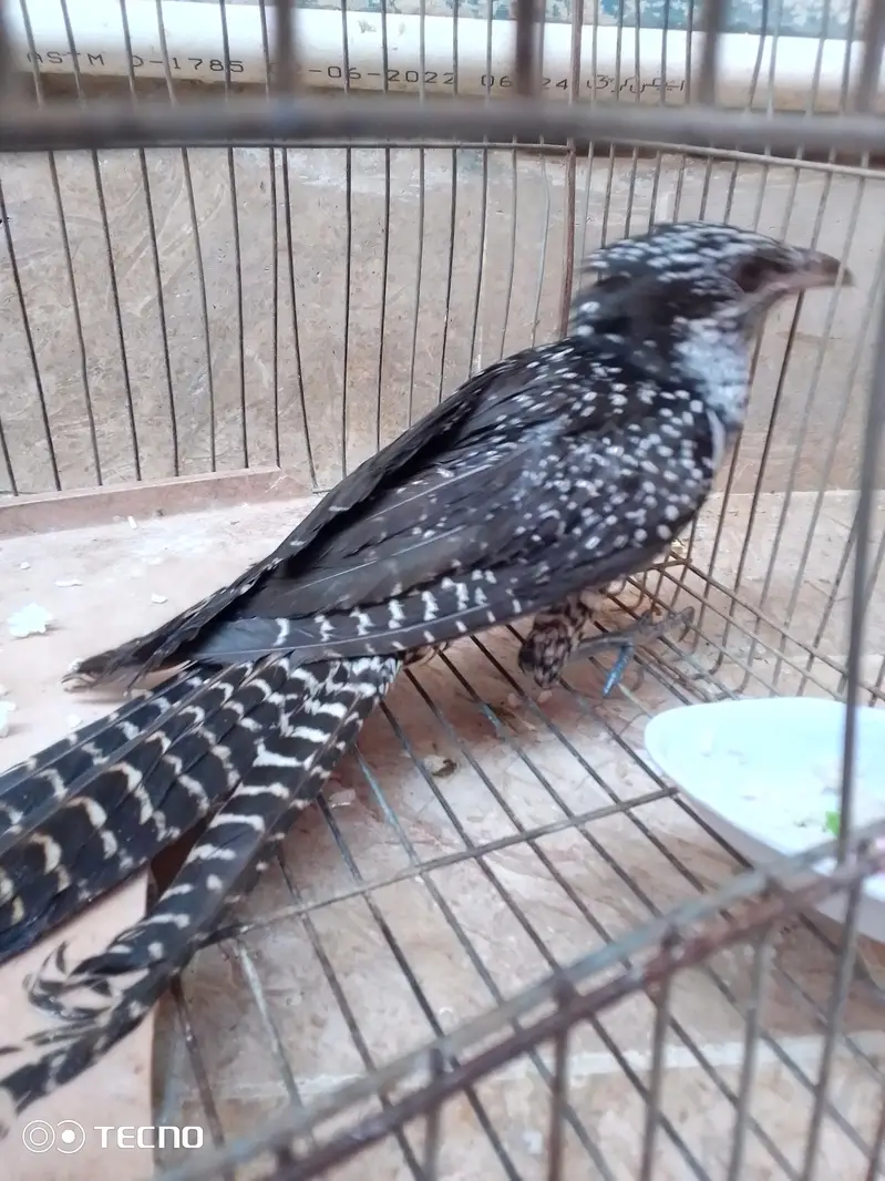 koel female — photo 4