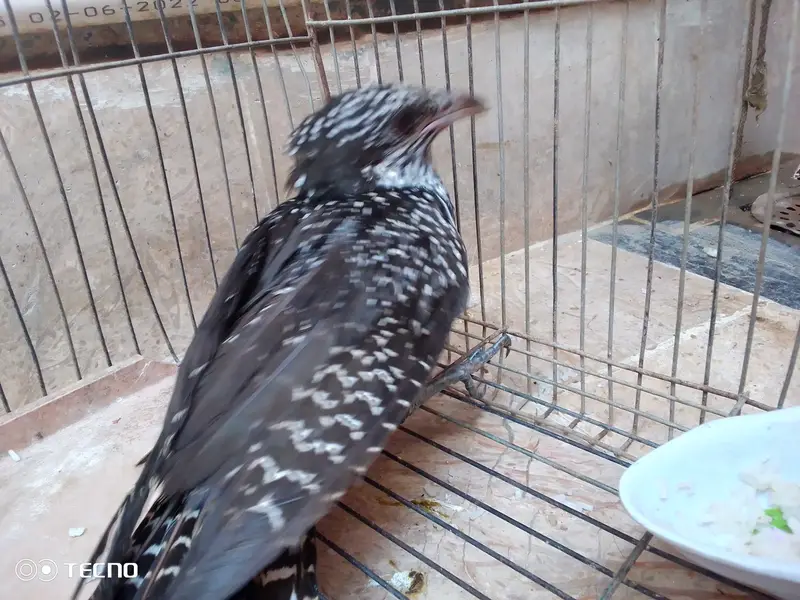 koel female — photo 5
