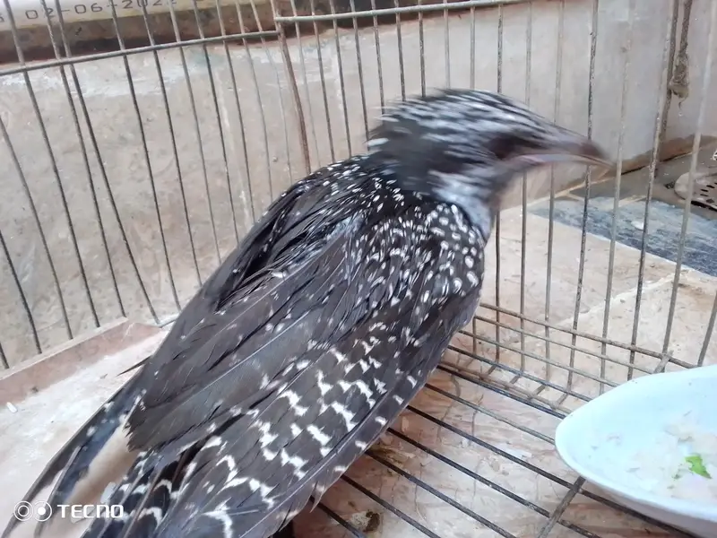 koel female — photo 6