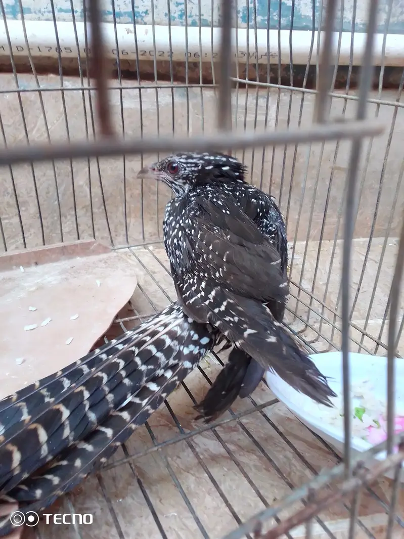 koel female — photo 7