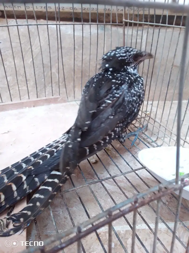 koel female — photo 8