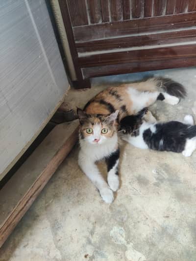 car colico ragdoll for sale