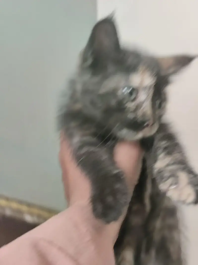 car colico ragdoll for sale — photo 3