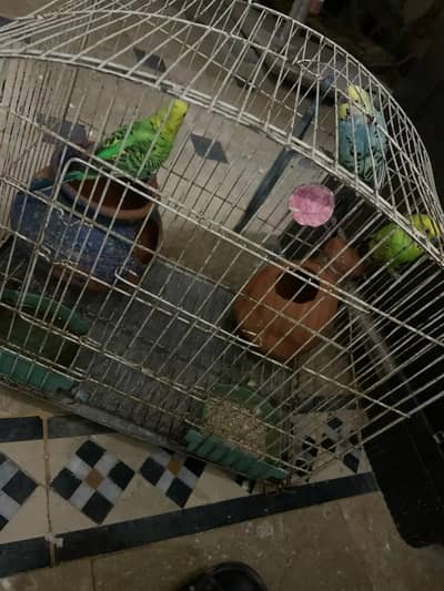 parrot for sale price 2500 by to get one free with cage