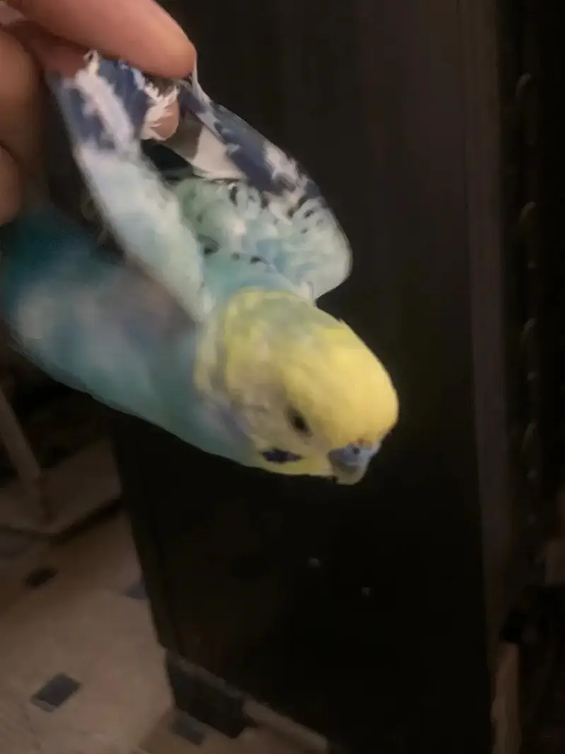 parrot for sale price 2500 by to get one free with cage — photo 3
