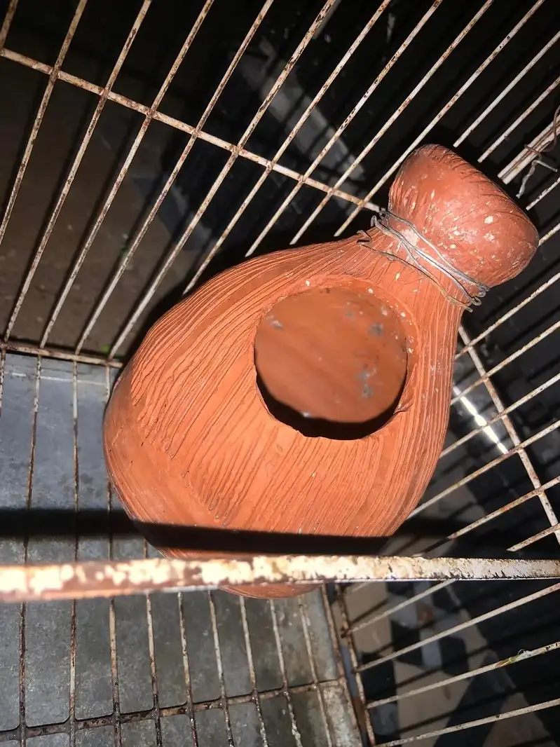 parrot for sale price 2500 by to get one free with cage — photo 4