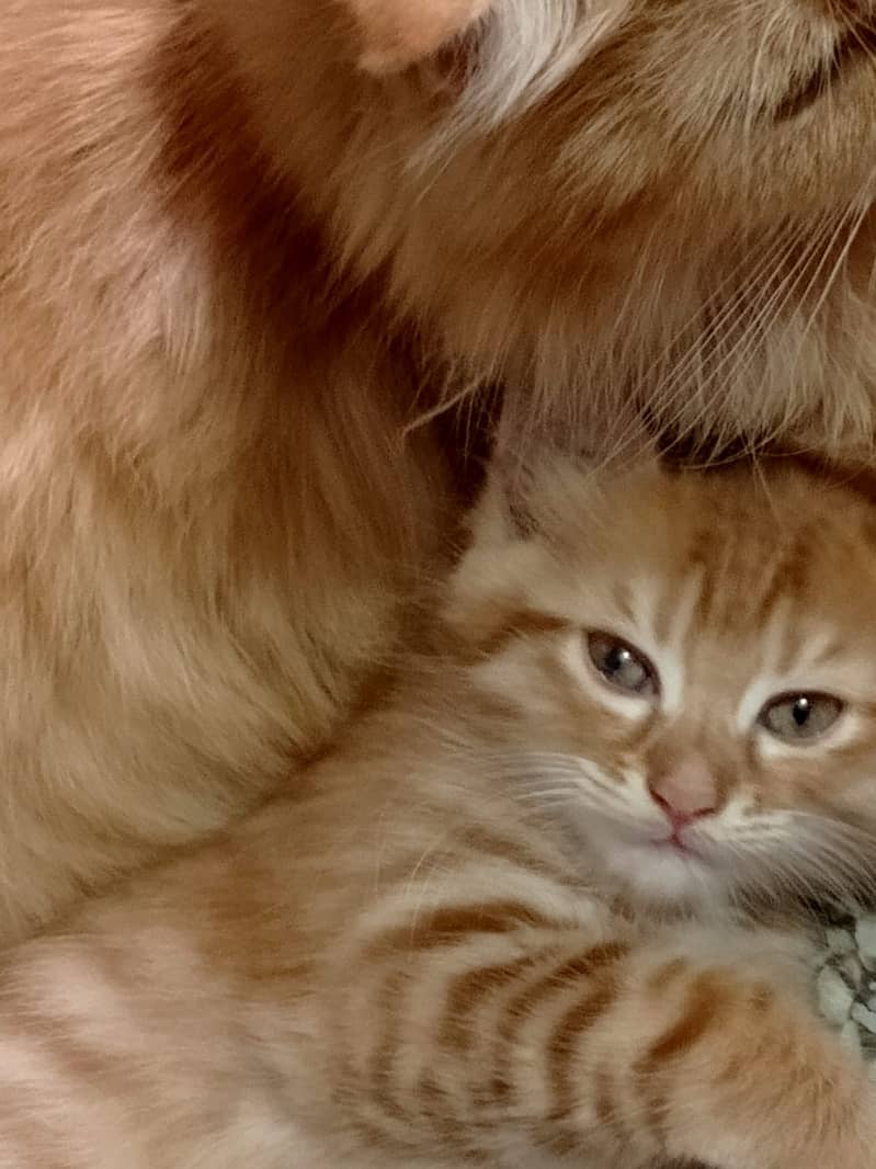 Persian Cat 0