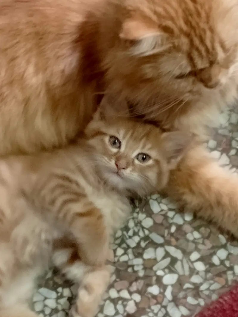 Persian Cat — photo 2