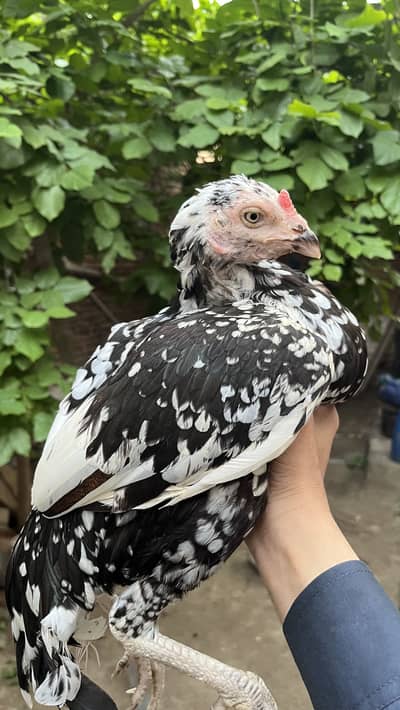 High quality Aseel murghi for sale (mazboot jor )