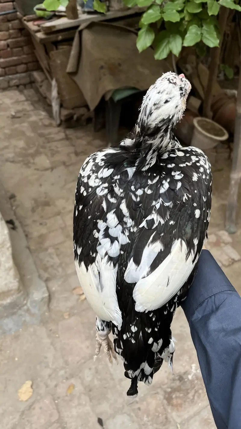 High quality Aseel murghi for sale (mazboot jor ) — photo 2