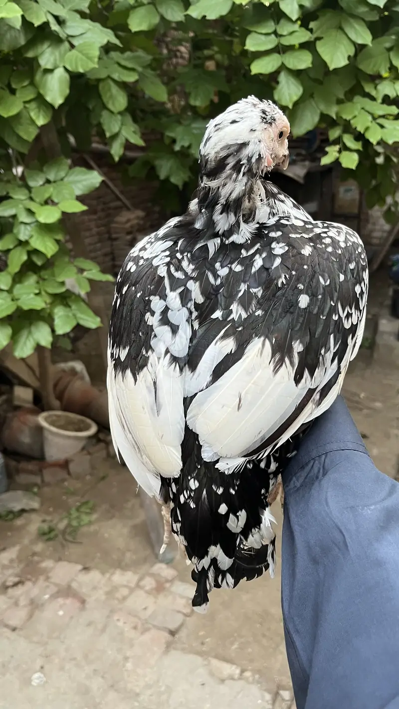 High quality Aseel murghi for sale (mazboot jor ) — photo 3