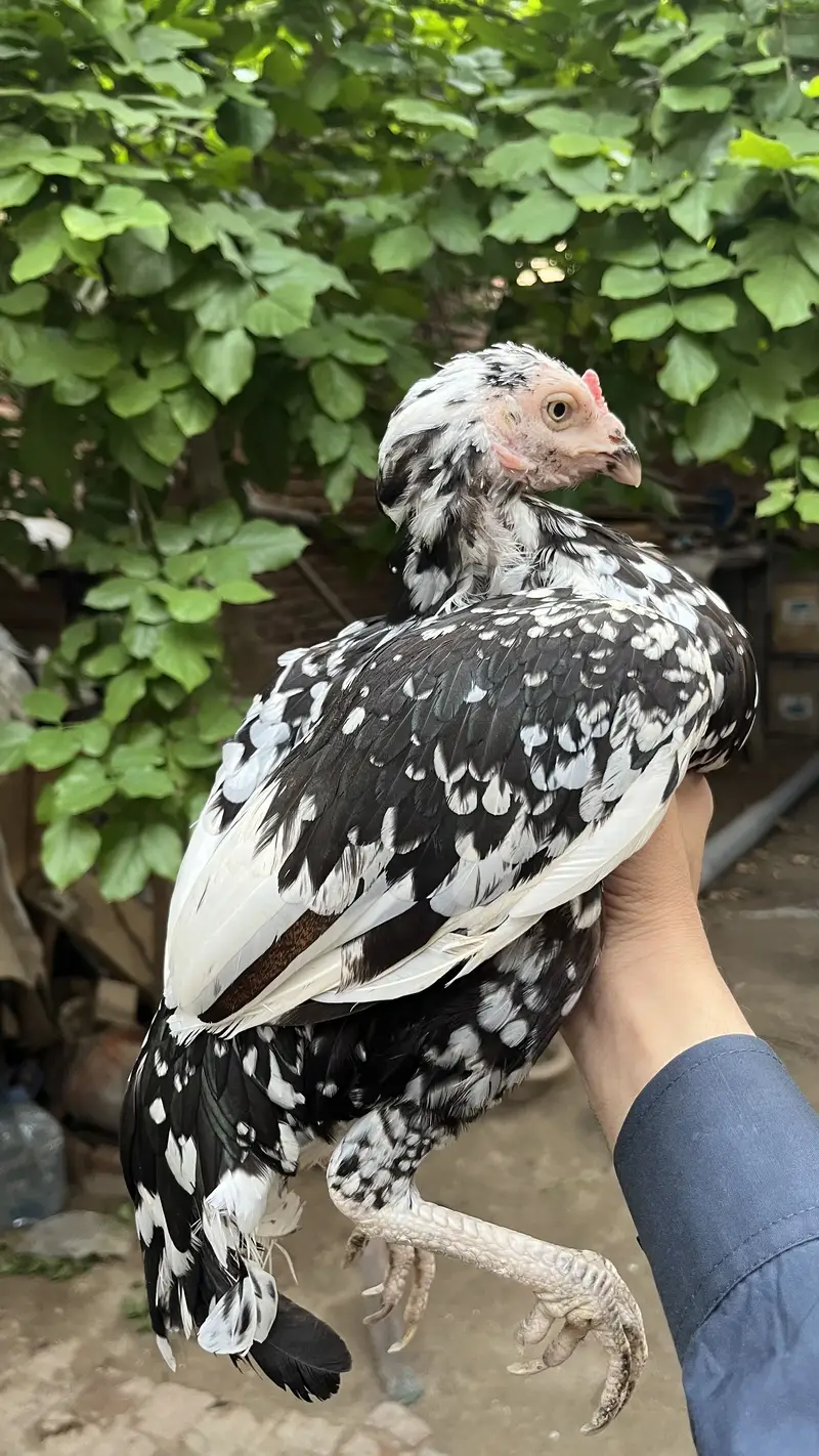 High quality Aseel murghi for sale (mazboot jor ) — photo 4