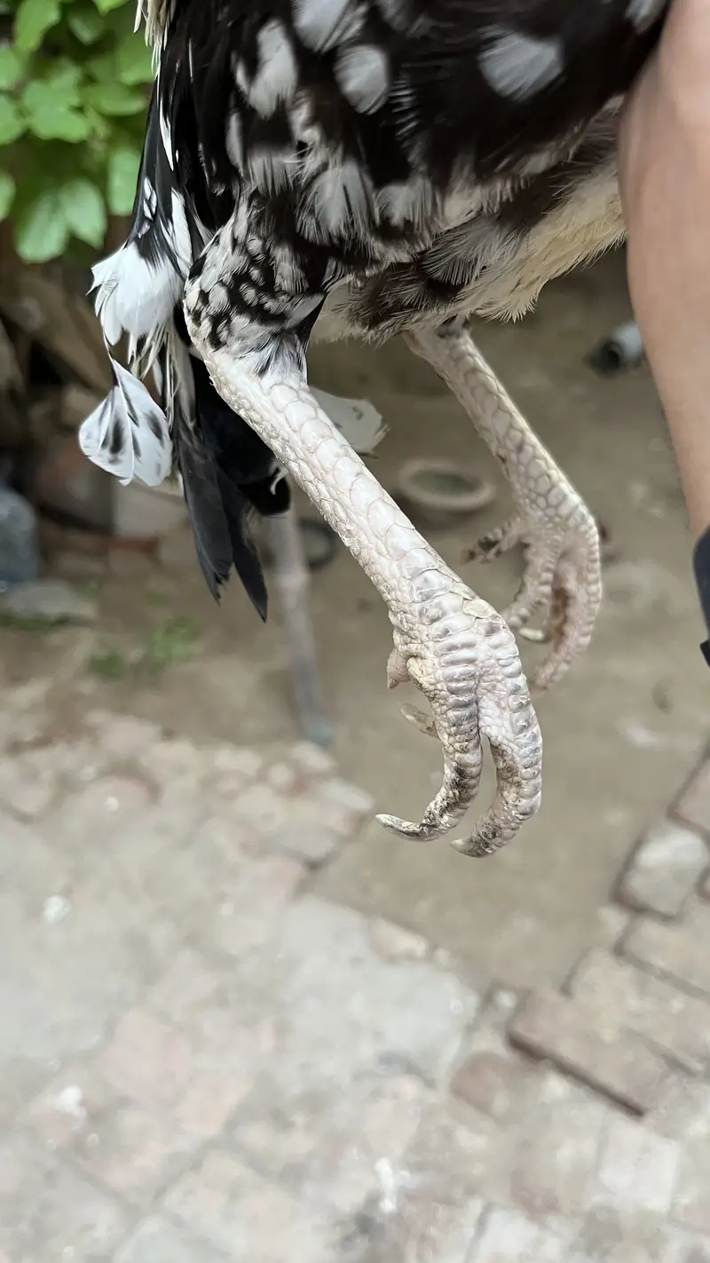 High quality Aseel murghi for sale (mazboot jor ) — photo 5