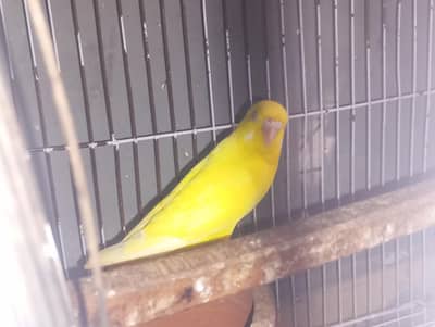 Healthy 3 budgies for sale Ready to breed