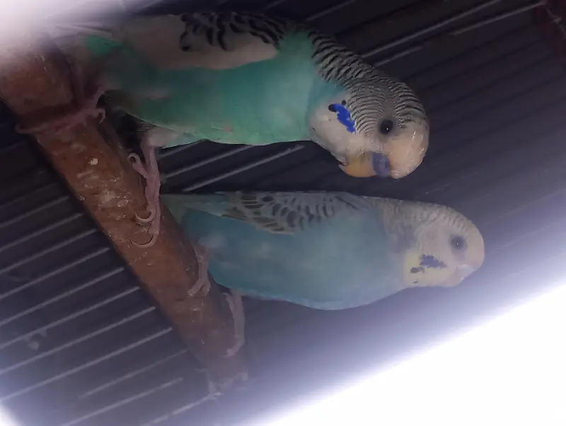 Healthy 3 budgies for sale Ready to breed — photo 2