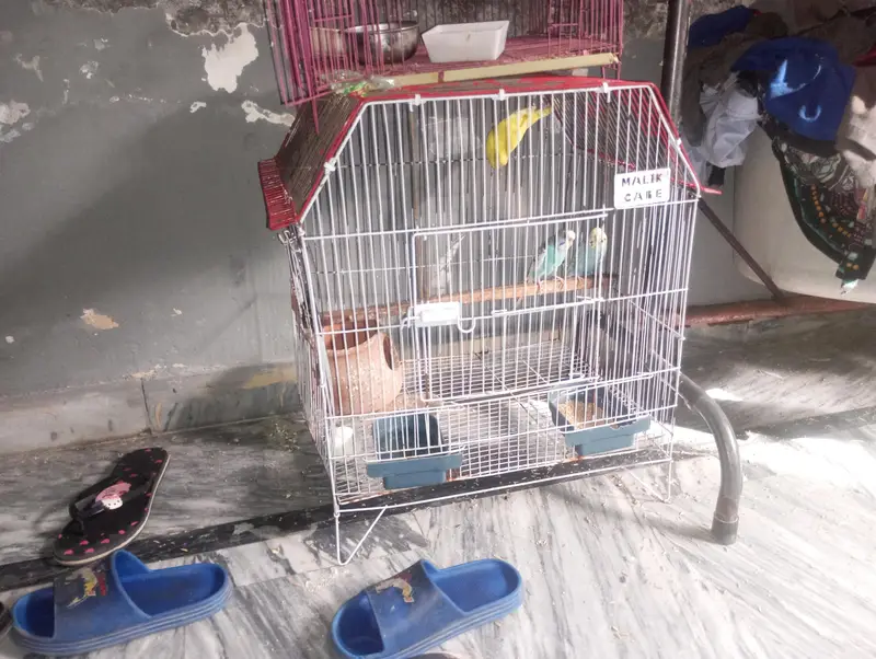 Healthy 3 budgies for sale Ready to breed — photo 3