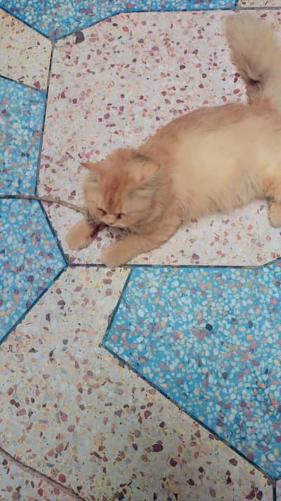 Persian Cat for Sale – Beautiful & Healthy Breed