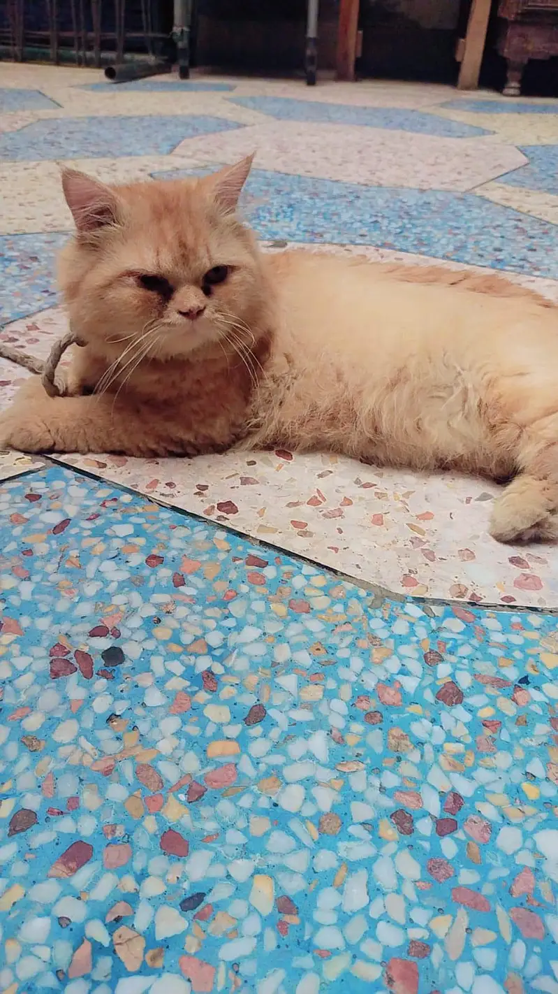Persian Cat for Sale – Beautiful & Healthy Breed — photo 2