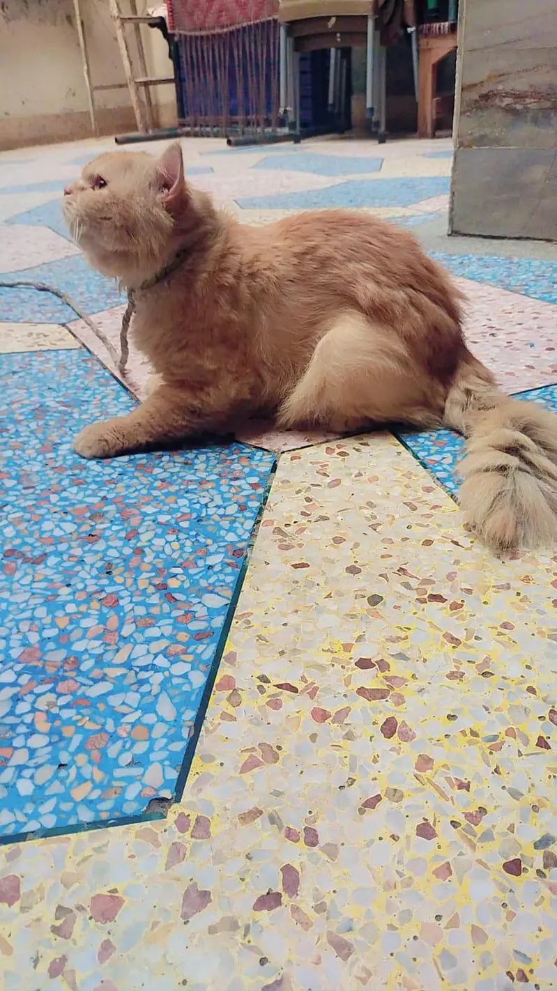 Persian Cat for Sale – Beautiful & Healthy Breed — photo 3