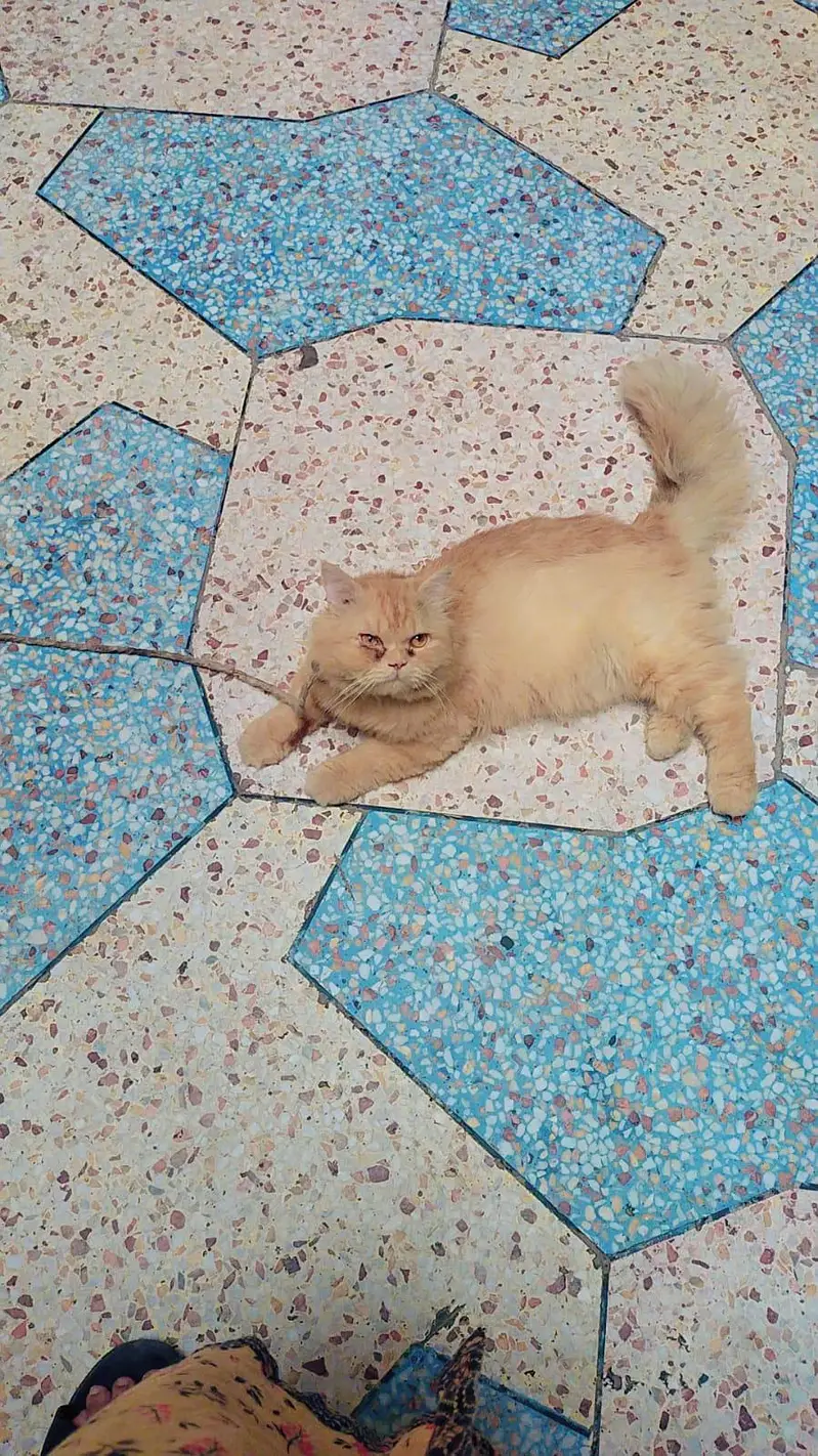 Persian Cat for Sale – Beautiful & Healthy Breed — photo 4