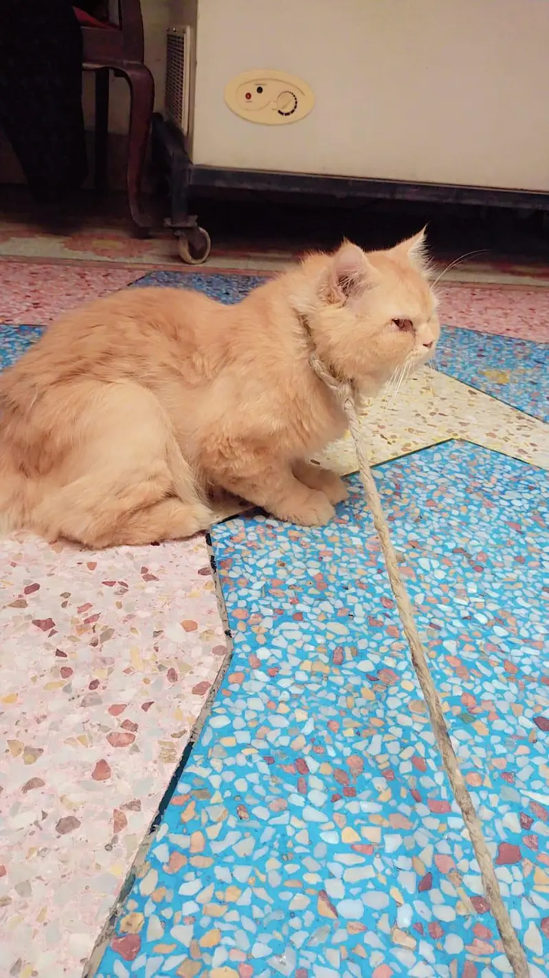 Persian Cat for Sale – Beautiful & Healthy Breed — photo 5