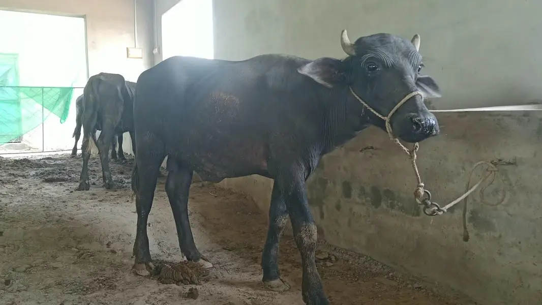 صحت مند کٹے برائے فروخت — photo 3