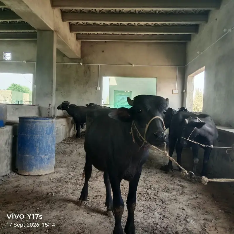 صحت مند کٹے برائے فروخت — photo 4