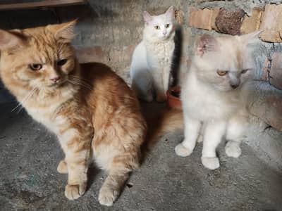 Persian Cat Pair and Female