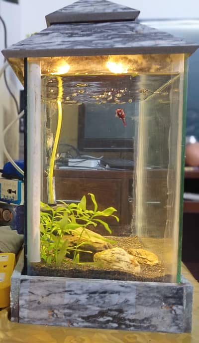fish name jumbo size galaxy beta fish with aquarium