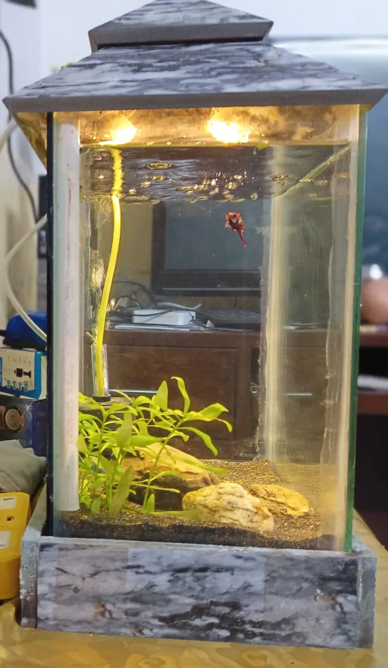 fish name jumbo size galaxy beta fish with aquarium