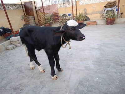 Double hadi bachra calf