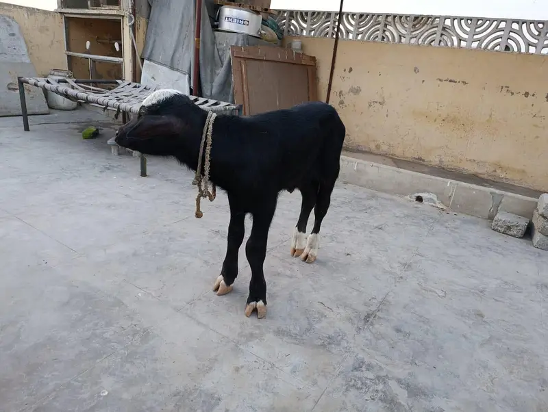 Double hadi bachra calf — photo 2