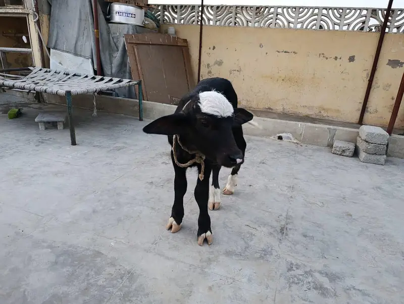 Double hadi bachra calf — photo 3