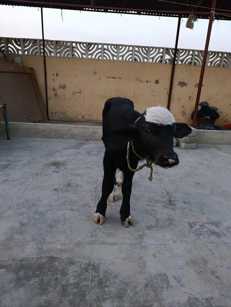 Double hadi bachra calf — photo 4