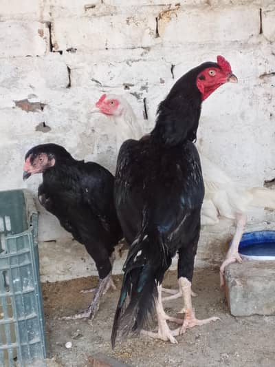 mushka pair