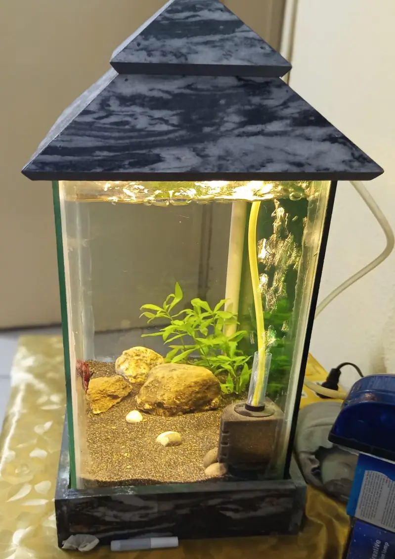 fish name jumbo size galaxy beta fish with aquarium — photo 2