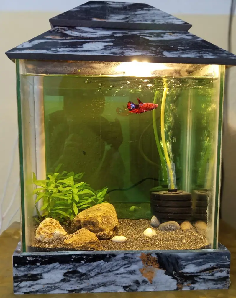 fish name jumbo size galaxy beta fish with aquarium — photo 3