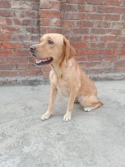 friendly Dog
